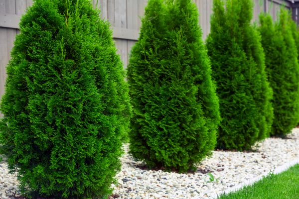 Arborvitae Planting in Pewaukee