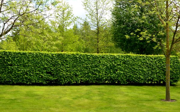 Hedge Planting in Pewaukee