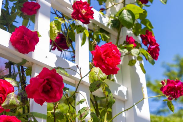 Home Gardening Service in Pewaukee