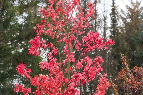 Japanese Maple Planting in Pewaukee
