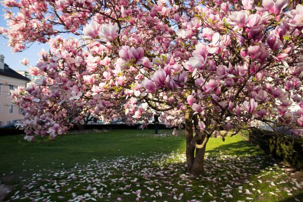 Magnolia Tree Planting in Pewaukee