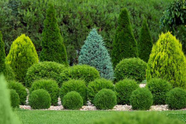 Shrub Replacement in Pewaukee