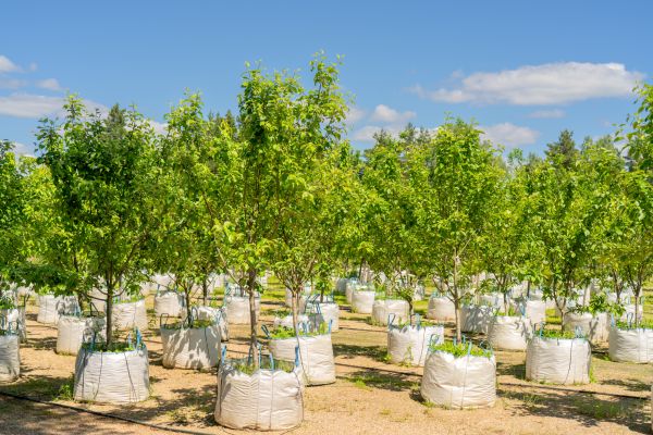 Tree Planting Service in Pewaukee
