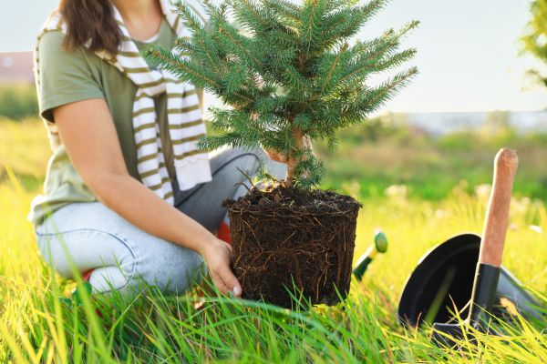 Spruce Tree Planting in Pewaukee