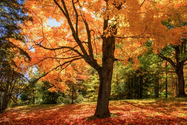 Maple Tree Planting in Pewaukee
