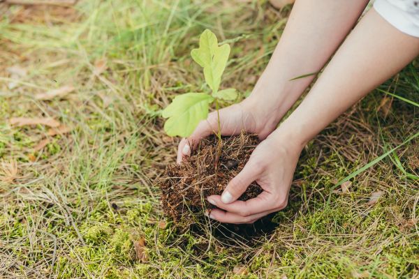 Oak Tree Planting in Pewaukee