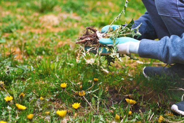 Flower Bed Clearing in Pewaukee