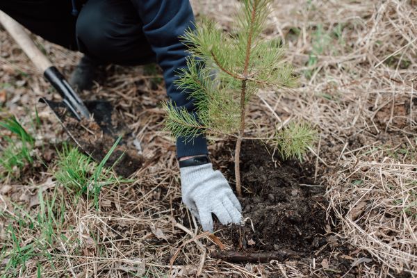 Pine Tree Planting in Pewaukee