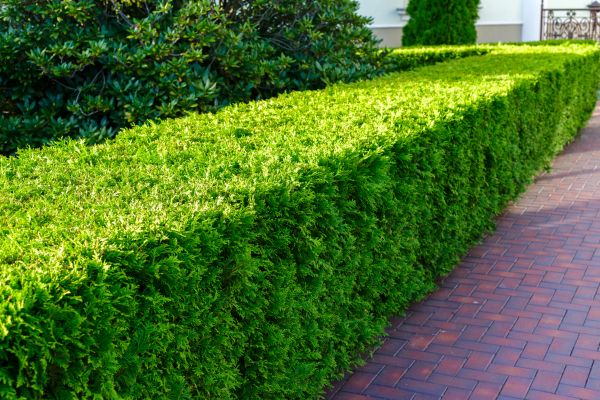 Hedge Installation in Pewaukee