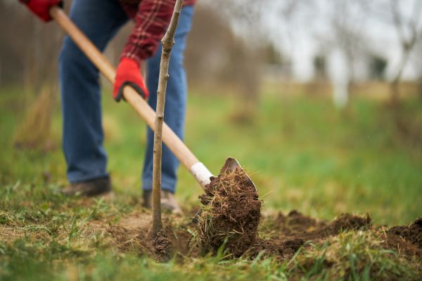 Trees Planting in Pewaukee