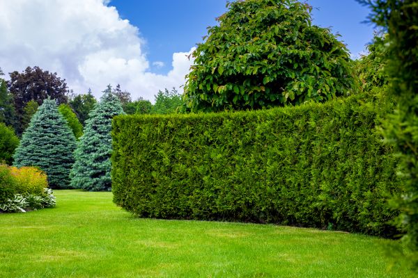 Hedge Landscaping in Pewaukee