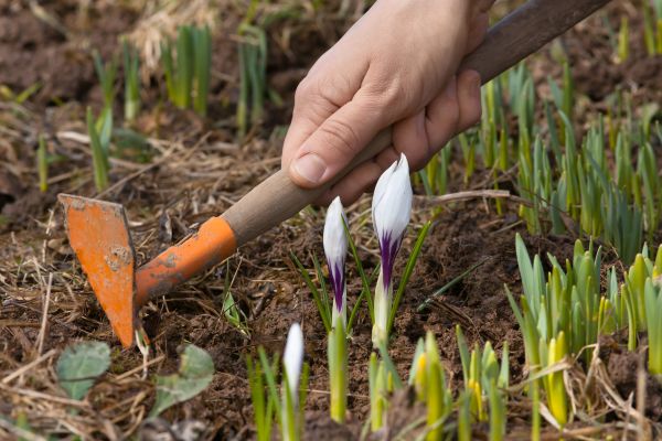 Flower Garden Weeding in Pewaukee