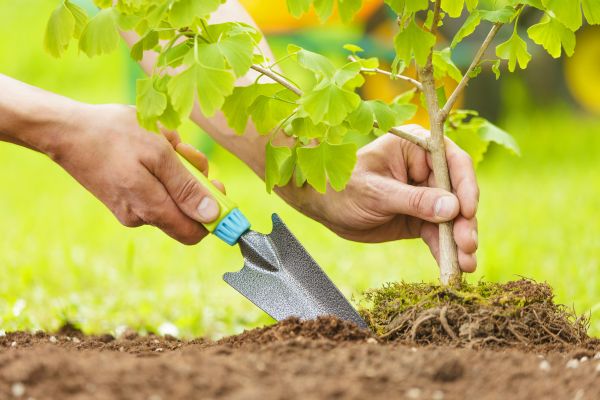 Fruit Tree Planting in Pewaukee