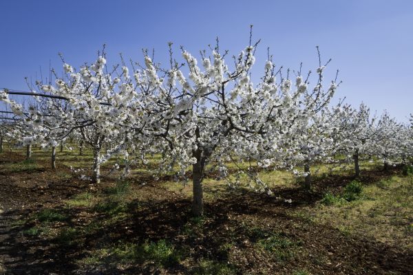 Orchard Planting in Pewaukee
