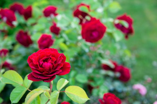 Rose Planting in Pewaukee