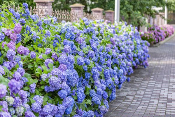 Hydrangea Landscaping in Pewaukee