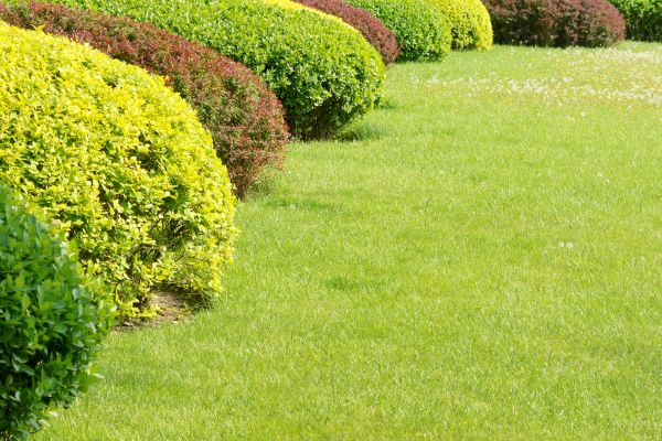 Shrubbery Planting in Pewaukee