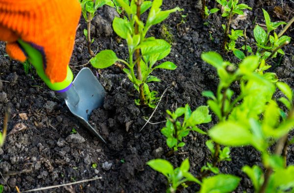 Hydrangea Planting in Pewaukee