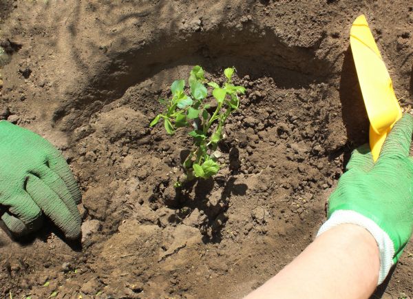 Rose Bush Planting in Pewaukee