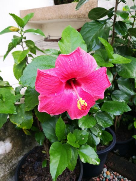 Hibiscus Planting in Pewaukee