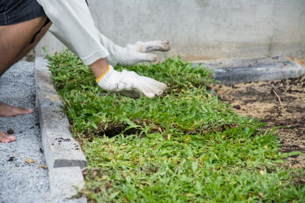 Ground Cover Planting in Pewaukee