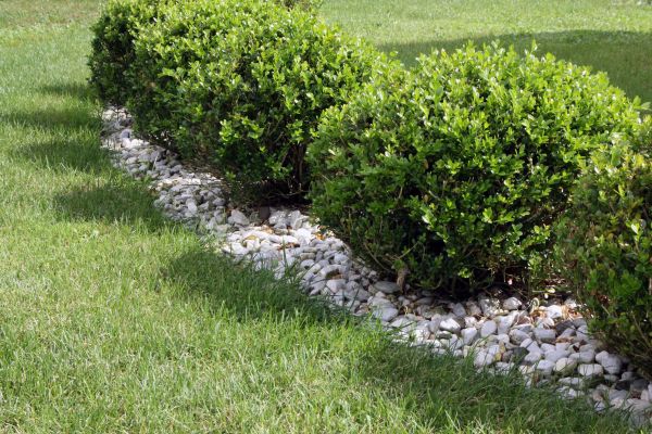 Boxwood Planting in Pewaukee