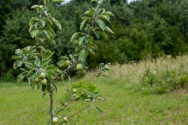 Apple Tree Planting in Pewaukee