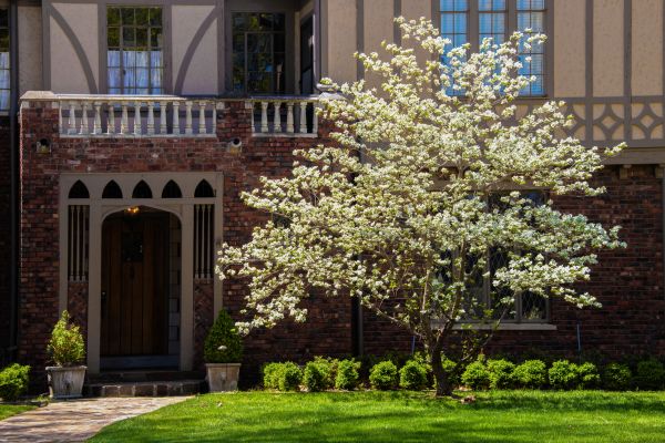 Dogwood Tree Planting in Pewaukee