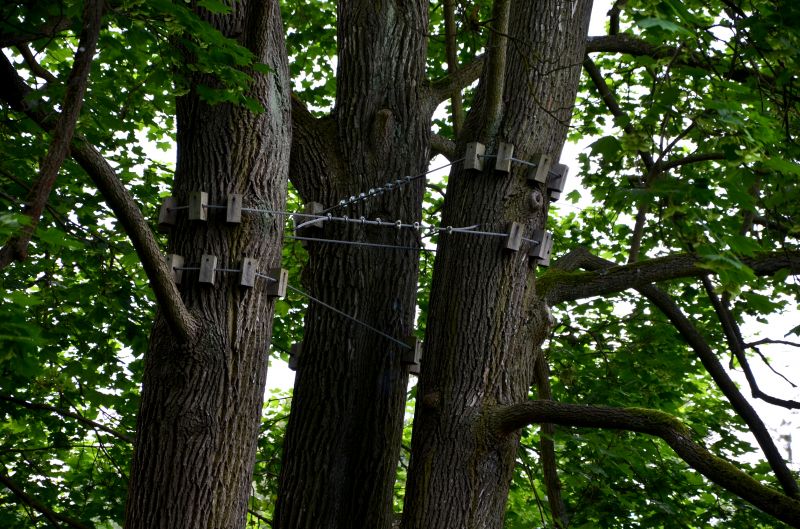 Tree Cabling Service detail